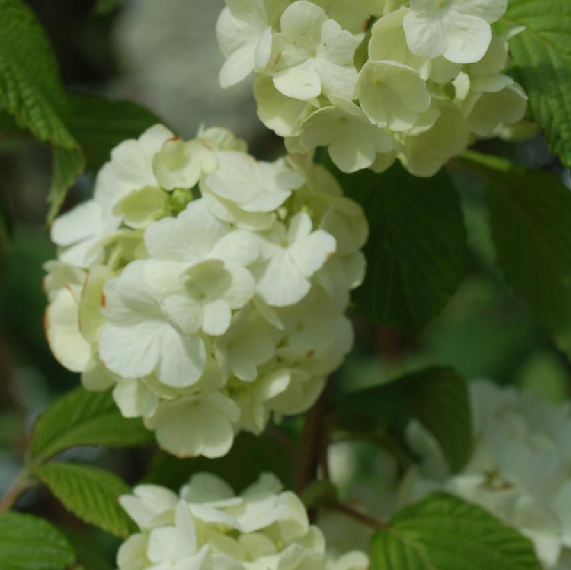 Popcorn Japanese Snowball