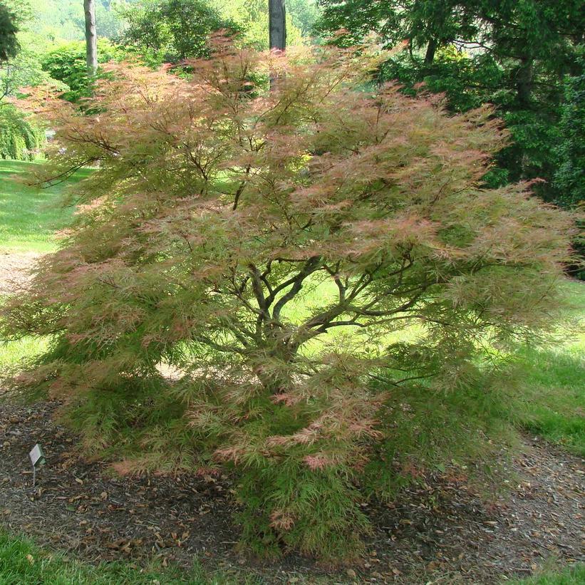 Baldsmith Japanese Maple