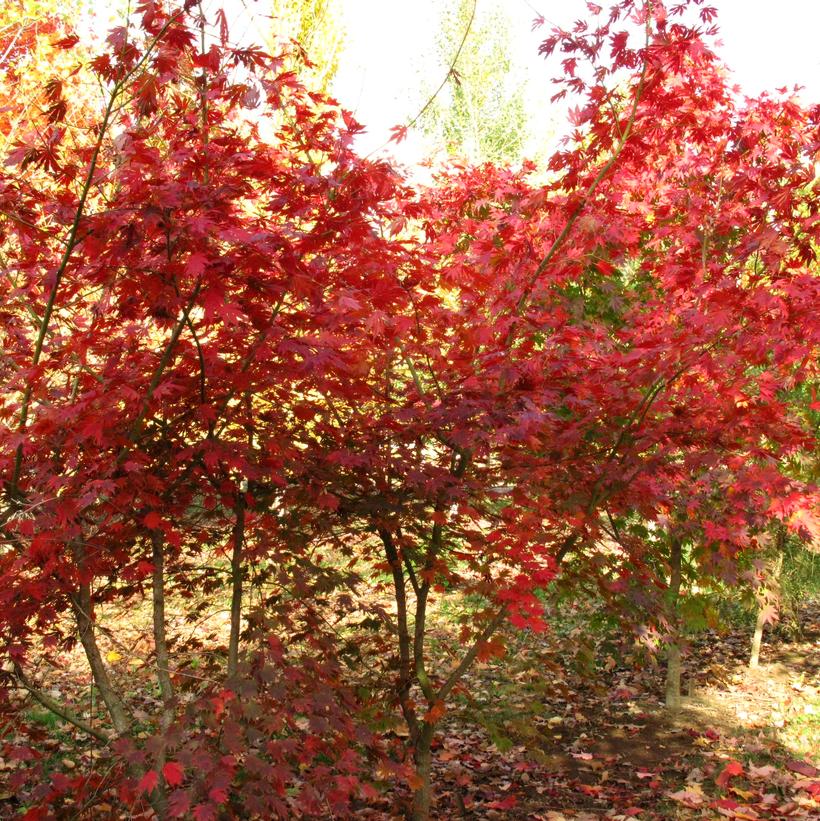 Northern Glow® Korean Maple