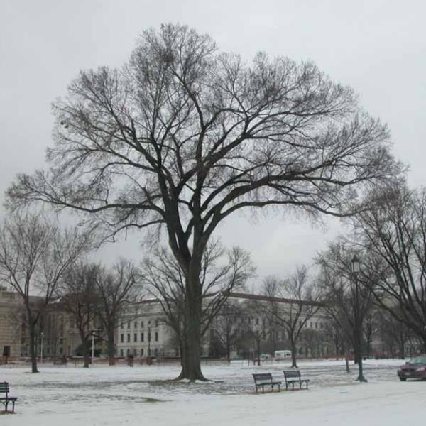 Jefferson American Elm