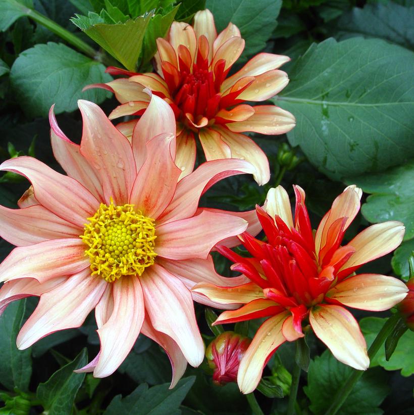 Art Deco Dahlia