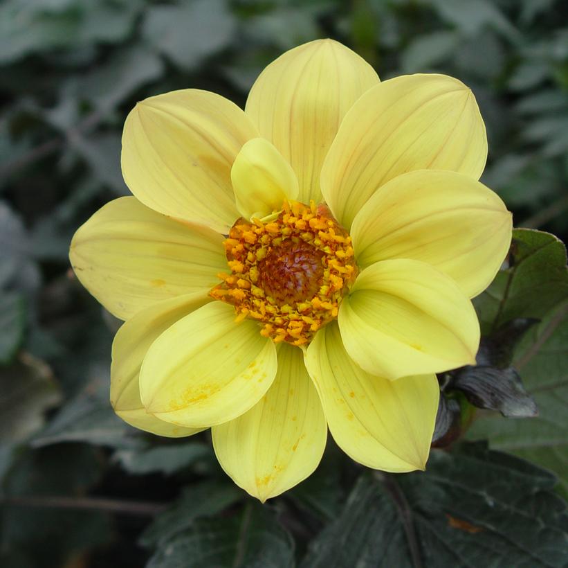 Happy Single Party Dahlia