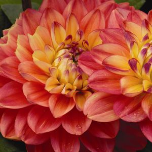 Melody Allegro Dahlia