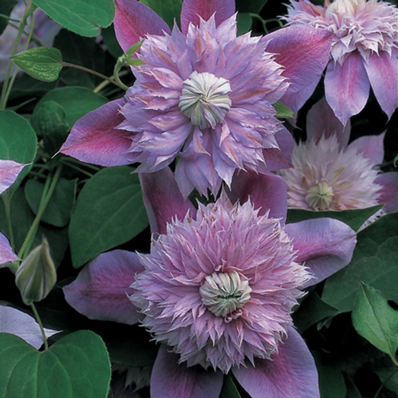 Josephine™ Clematis