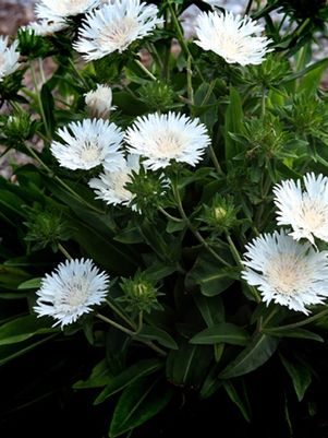 Divinity Stokes’ Aster