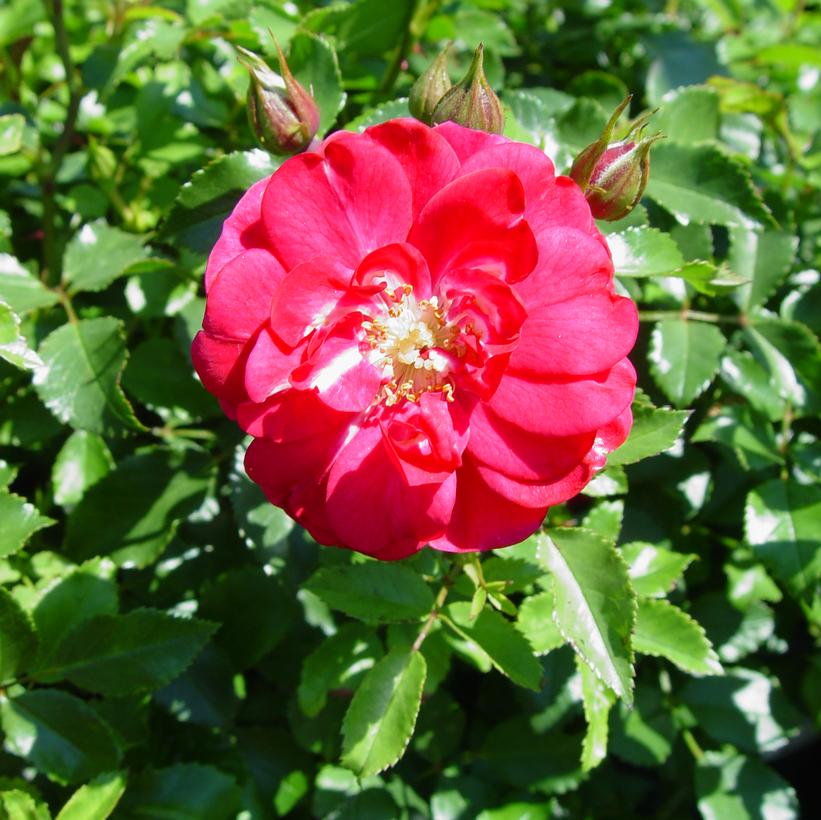 Balconia® Raspberry Florabunda Rose