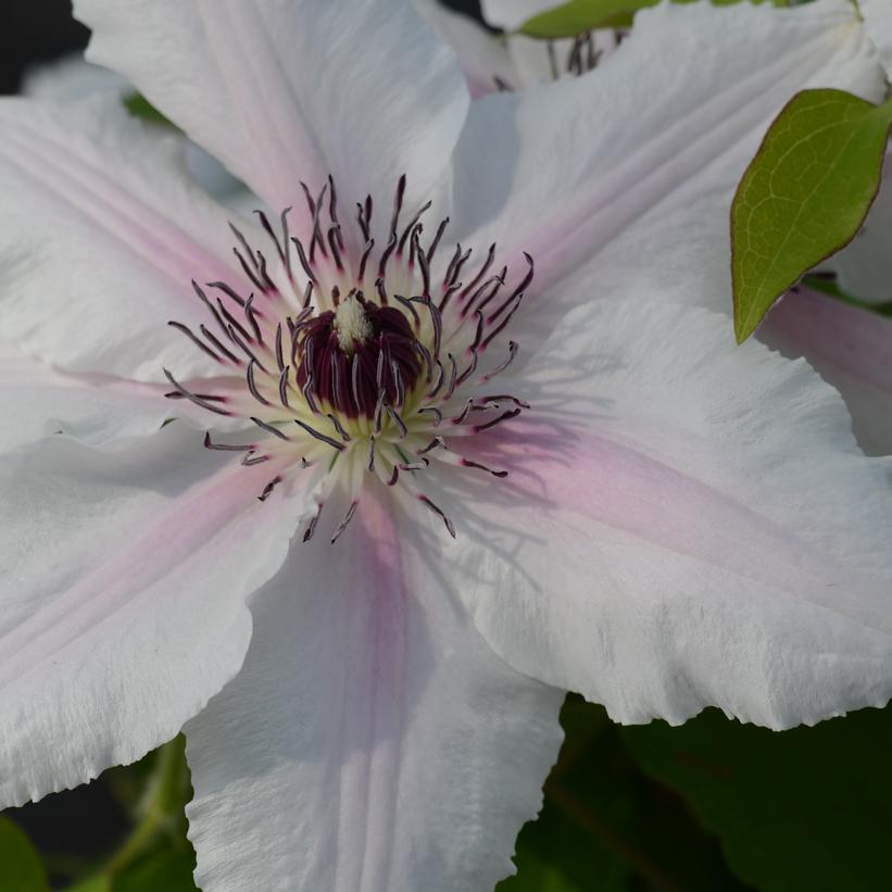 Countess of Wessex Clematis