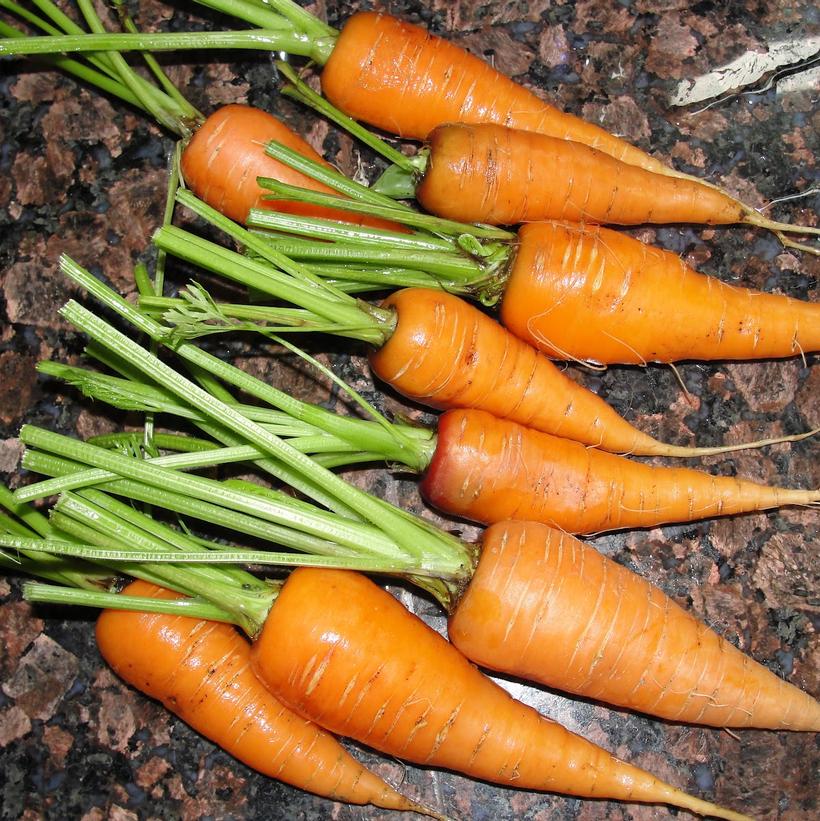 Sweet Treat Carrot