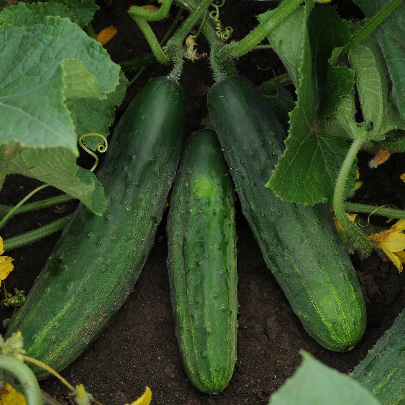 Patio Snacker Cucumber