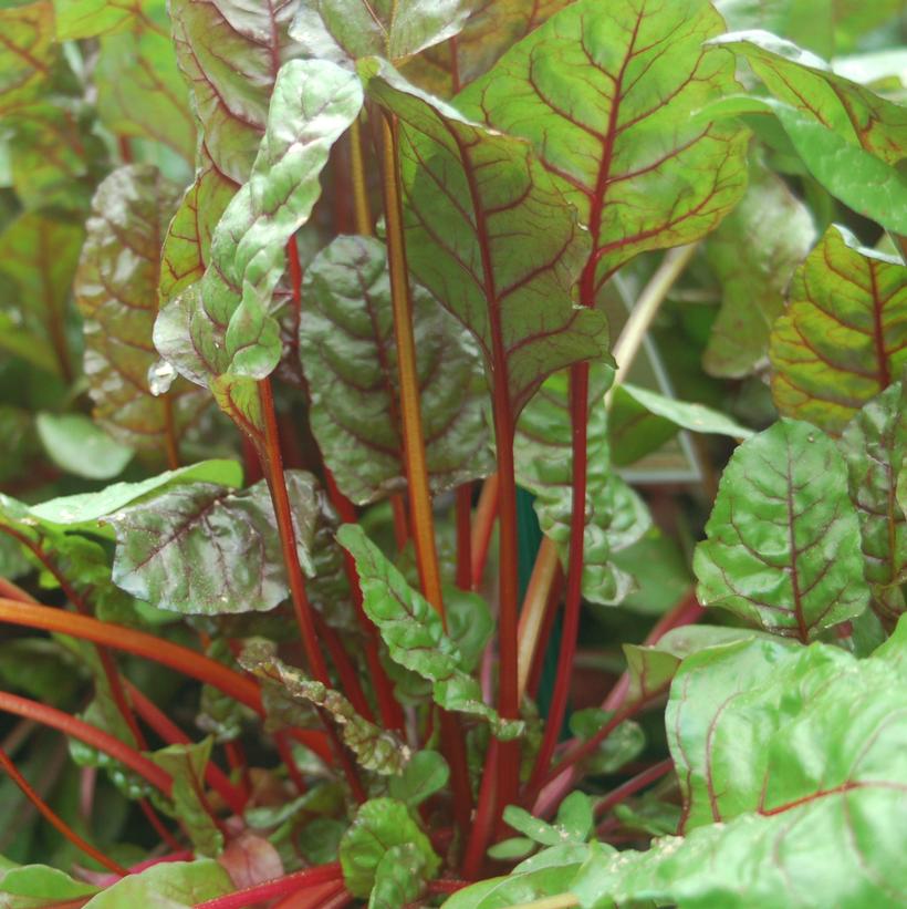 Prima Rossa Swiss Chard