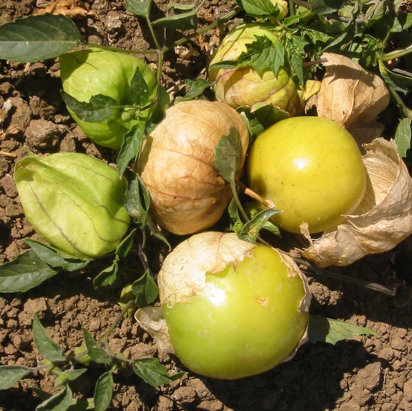 Grande Rio Verde Tomatillo