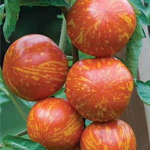 Red Zebra Tomato