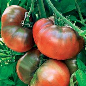 Mighty Mato Black Krim Grafted Tomato