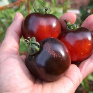 Mighty Mato Indigo Rose Grafted Tomato