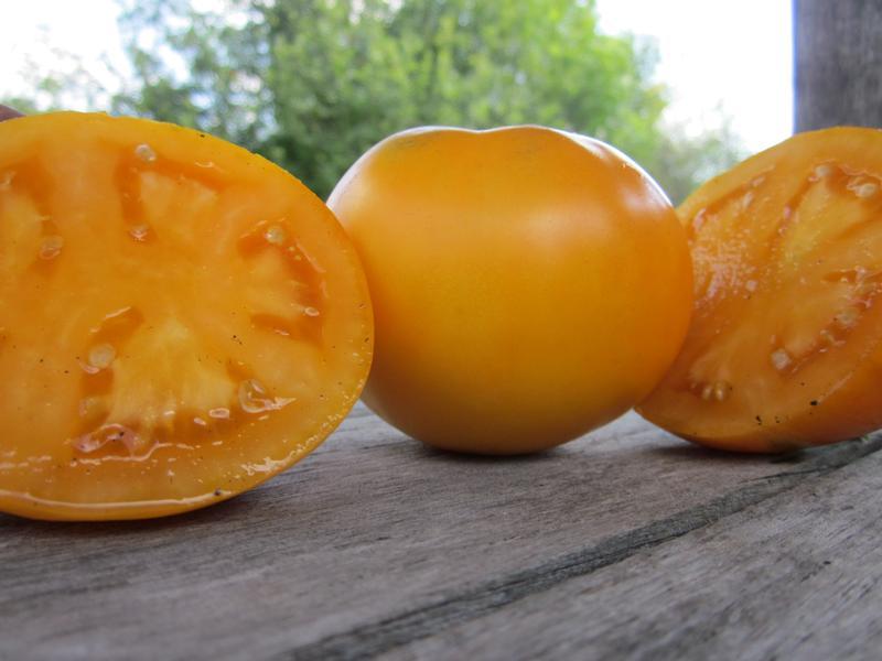 Moonglow Slicing Tomato