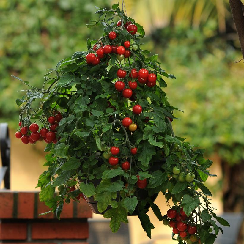 Topsy Tom Hanging/Patio Tomato