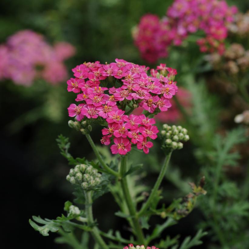 New Vintage Rose Yarrow