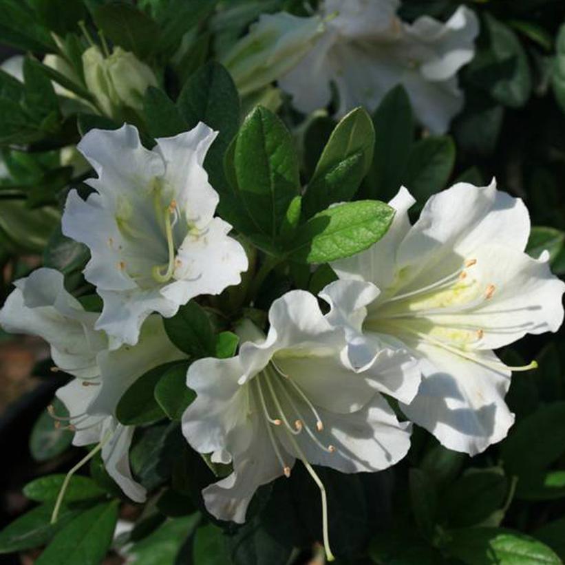 Bloom-A-Thon® White Reblooming Azalea