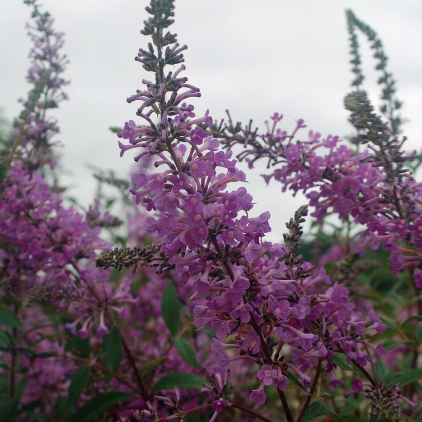 Inspired Violet™ Butterfly Bush