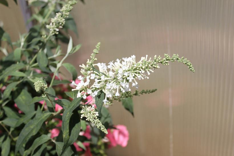 Inspired White™ Butterfly Bush