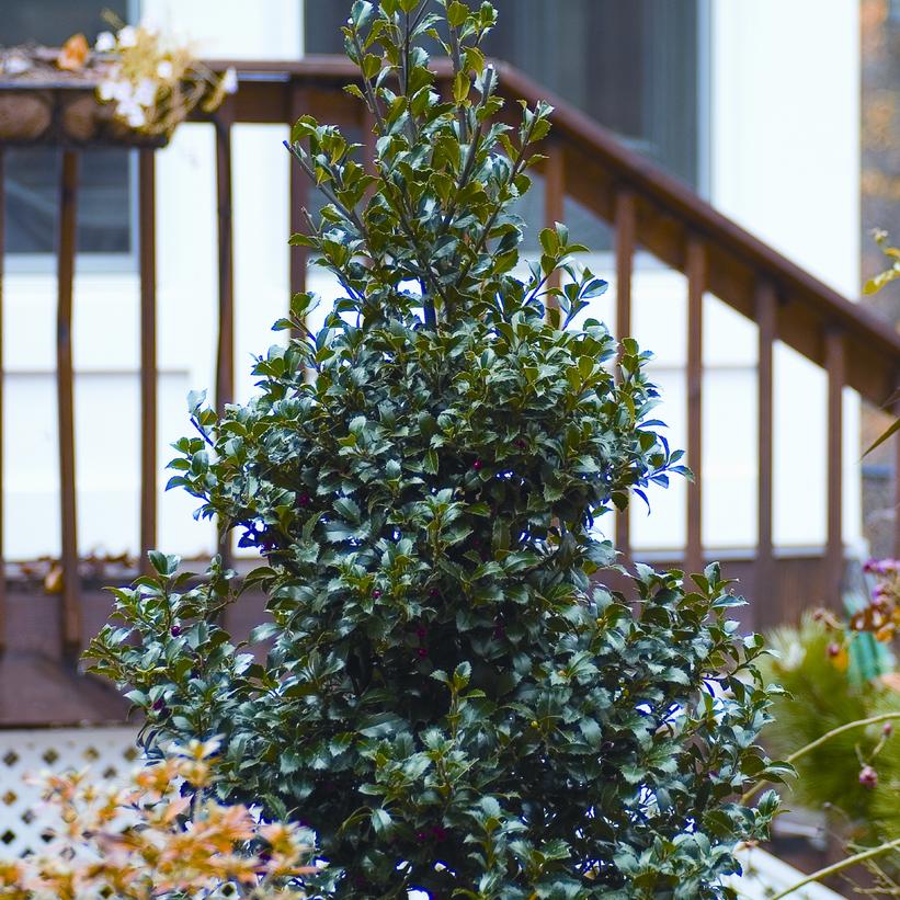 Castle Spire® Holly