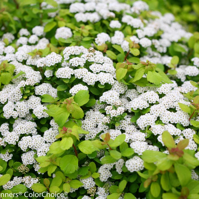 Glow Girl® Birchleaf Spirea