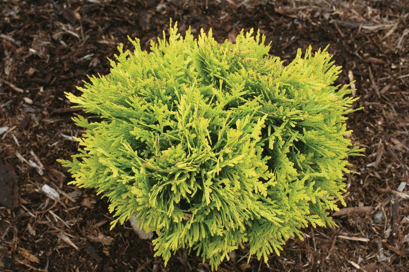 Annas Magic Ball® Arborvitae