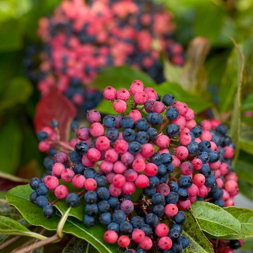 Brandywine™ Viburnum