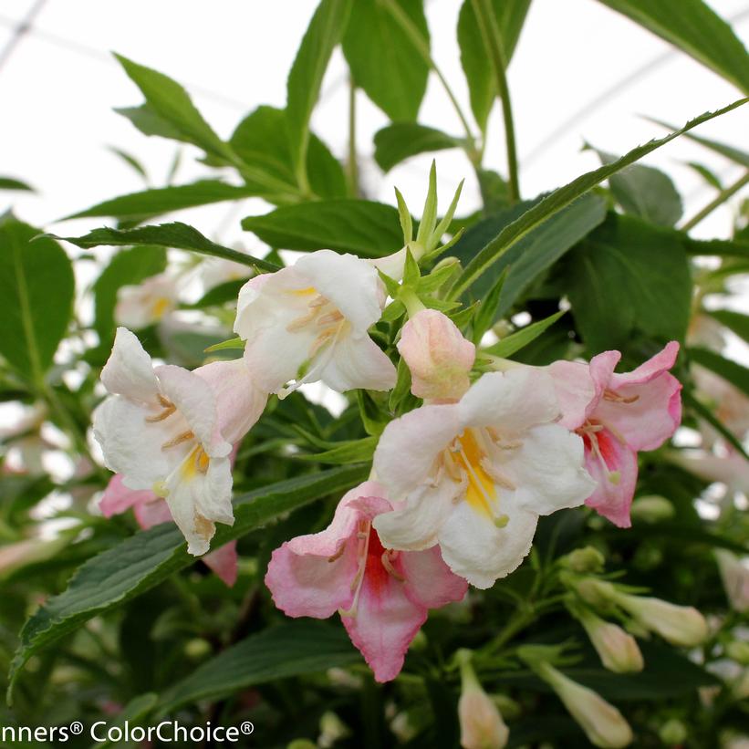 Sonic Bloom® Pearl Weigela