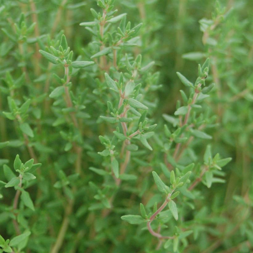 Little Cutie Dwarf English Thyme