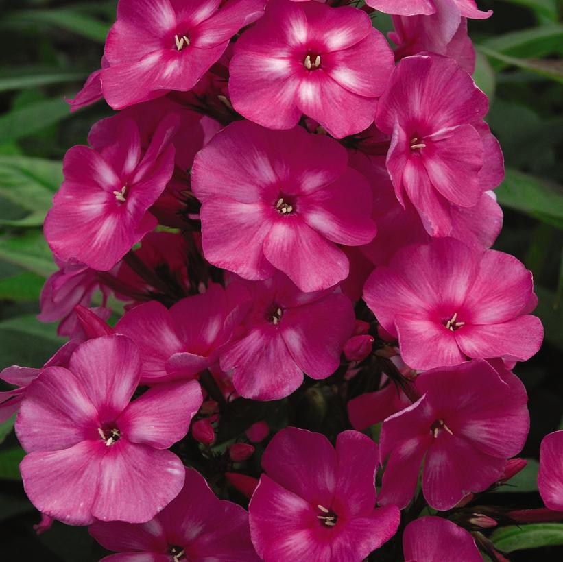 Bubblegum Pink™ Garden Phlox