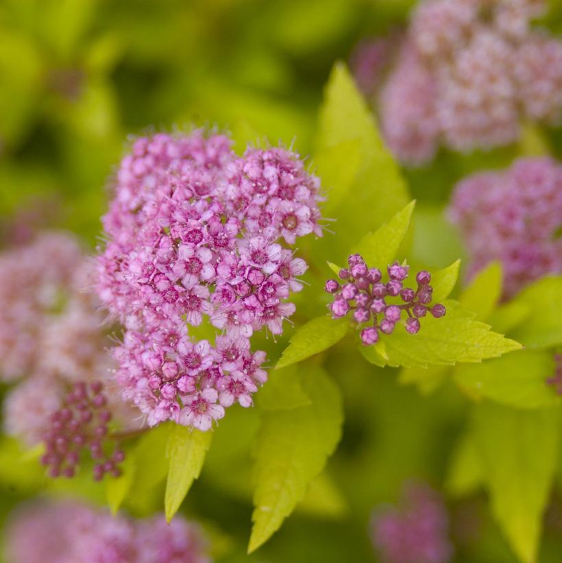 Sundrop™ Spiraea