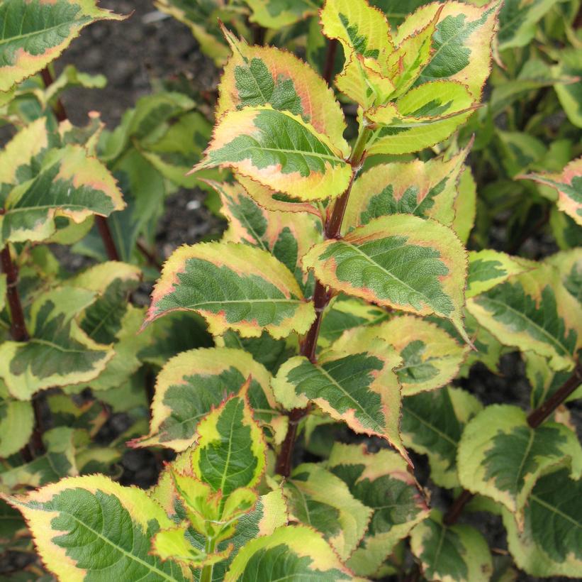 Rainbow Sensation® Weigela