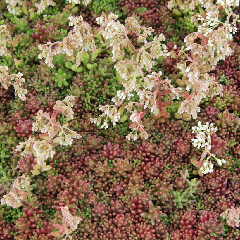 Coral Carpet Stonecrop
