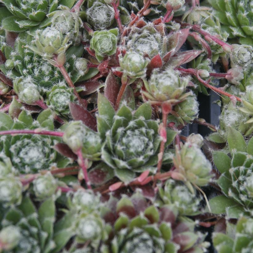 Jade Rose Hens-and-Chicks