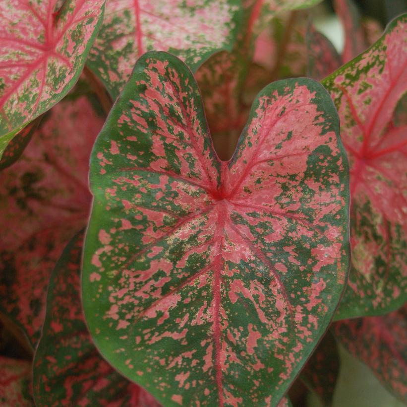 Pink Elephant Ears