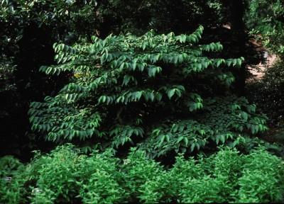 Shasta Doublefile Viburnum