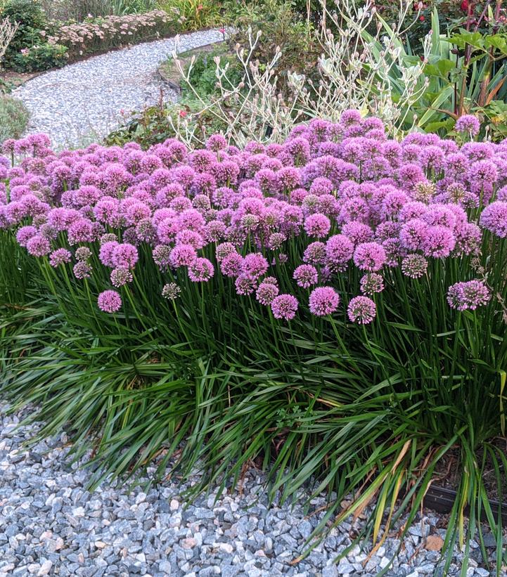 Millenium Flowering Onion