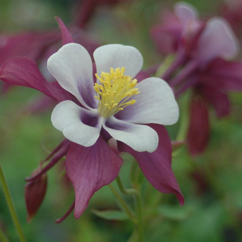 Swan Lavender Columbine