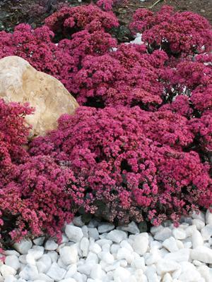 Dazzleberry Stonecrop