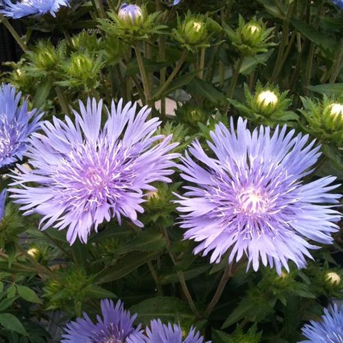 Mels Blue Stokes’ Aster