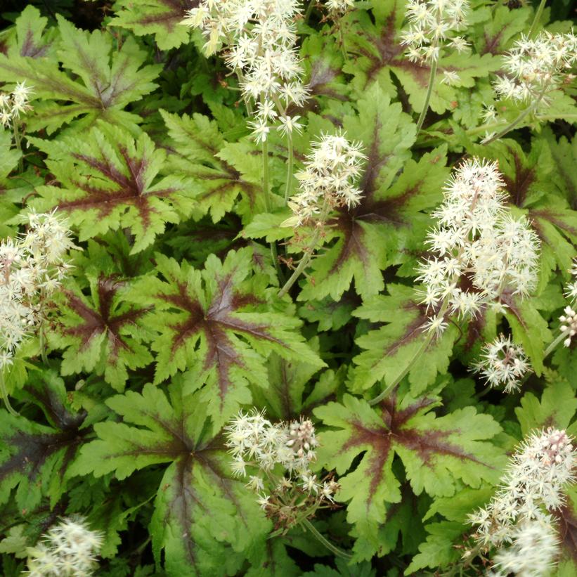 Sugar & Spice Foamflower