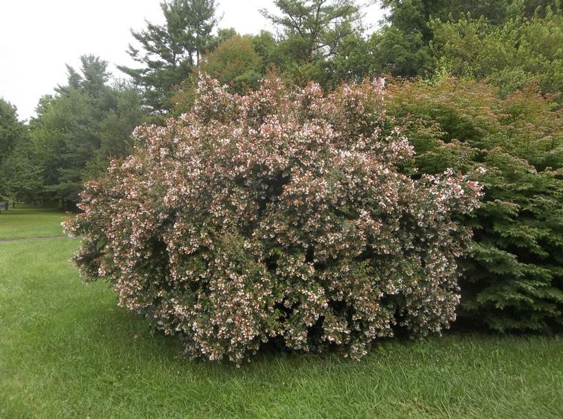 Glossy Abelia