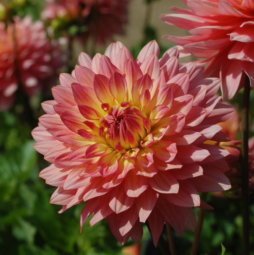 Extase Dahlia