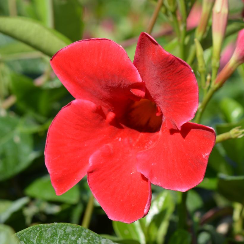 Red Crimson Giant Mandevilla