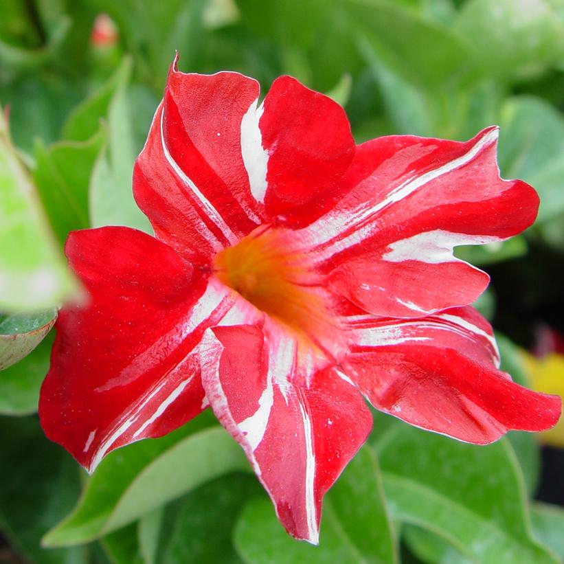 Stars & Stripes Mandevilla