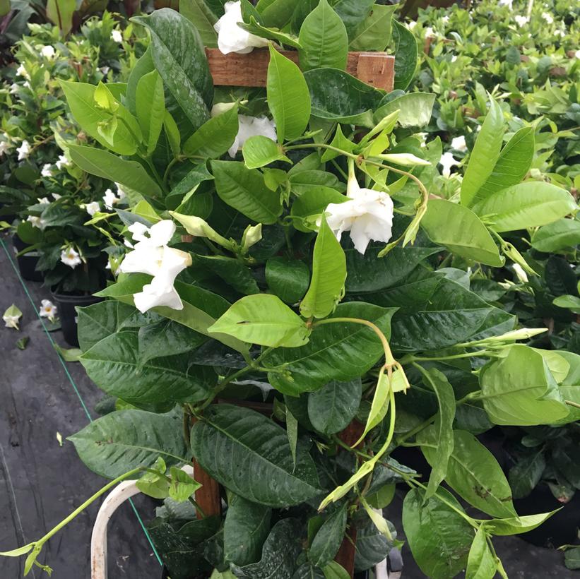 White Flowering Mandevilla