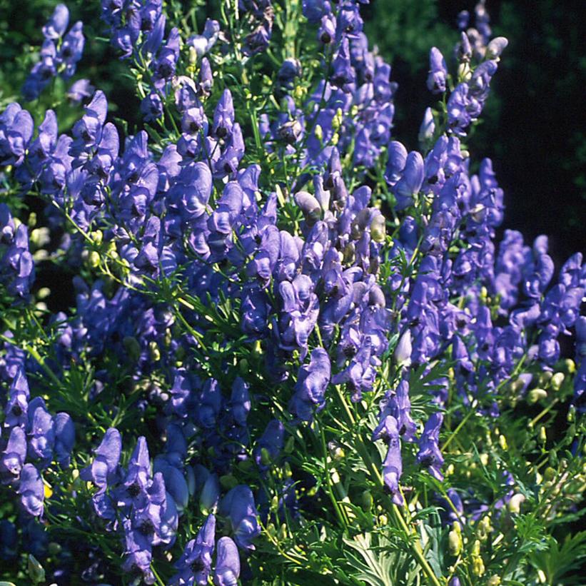 Monkshood-Azure / Wolfsbane