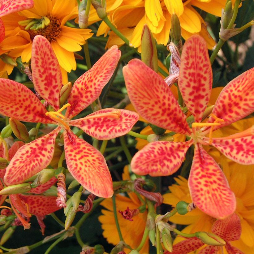 Leopard Lily