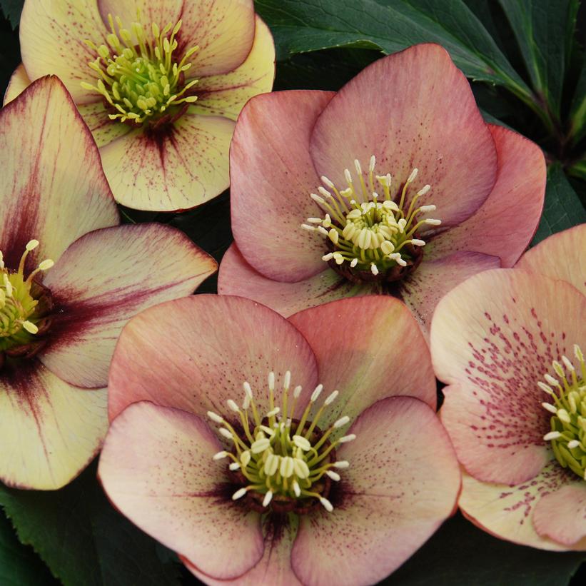 Mango Magic Lenten Rose